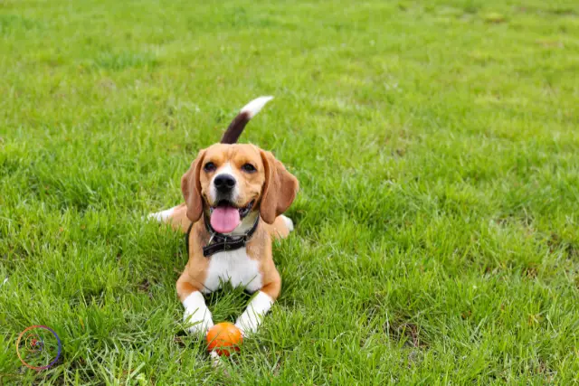 Dallas Apartments with Dog Park