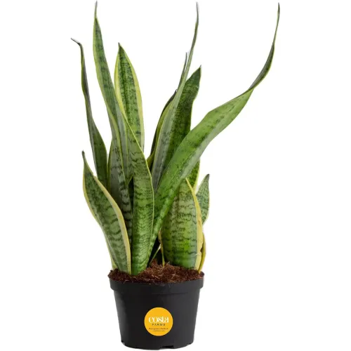 Costa Farms Snake Plant