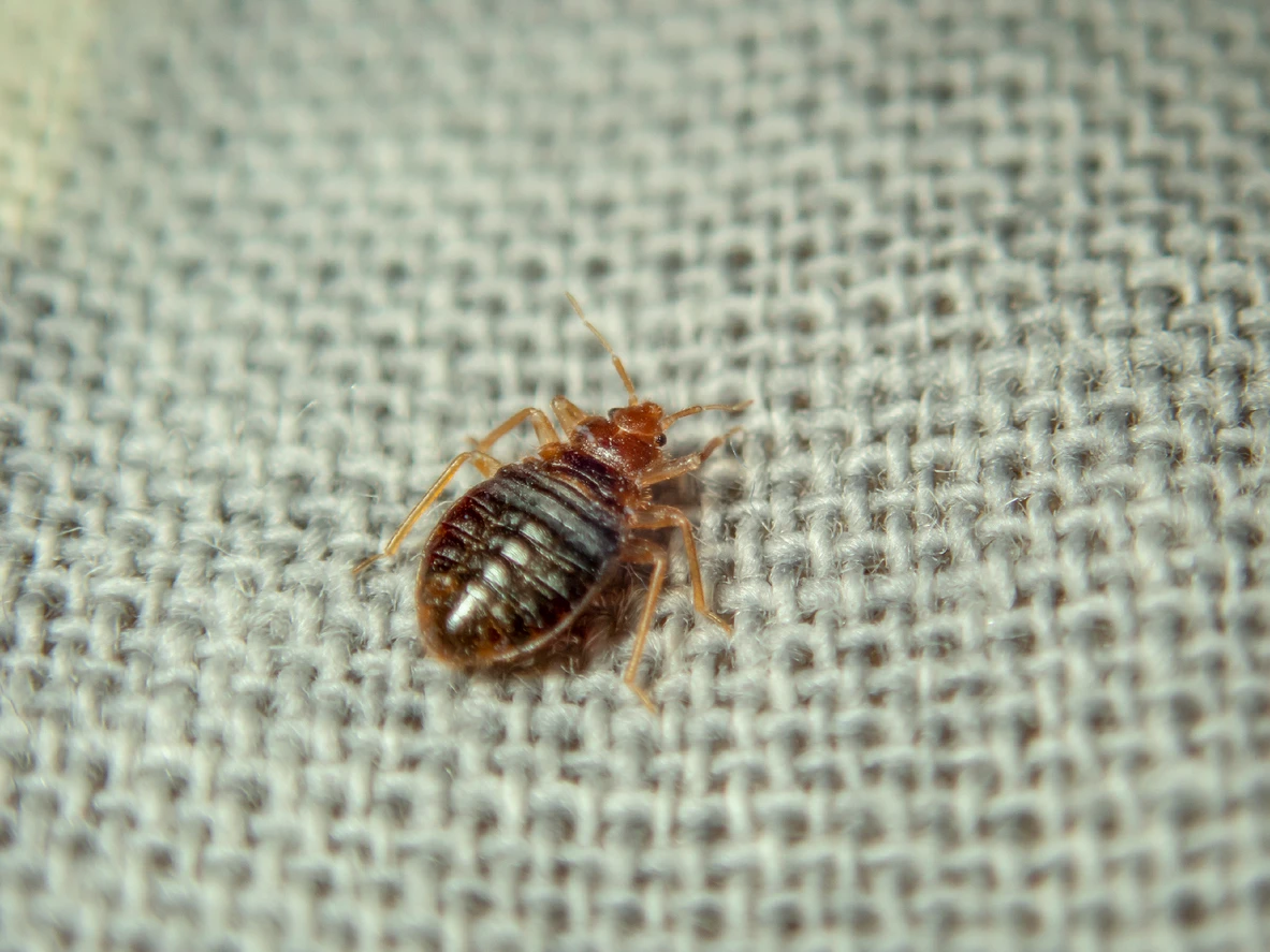 What to Do if You Find Bed Bugs in Your Texas Apartment A Step-by-Step Renter Checklist