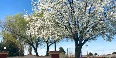 Foxglove Apartments El Paso Photo 1