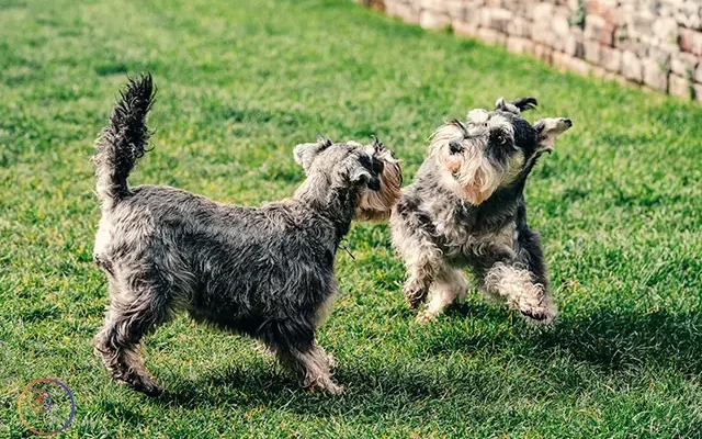 Katy Apartments with Dog Park