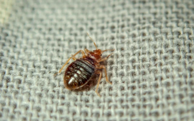 What to Do if You Find Bed Bugs in Your Texas Apartment A Step-by-Step Renter Checklist